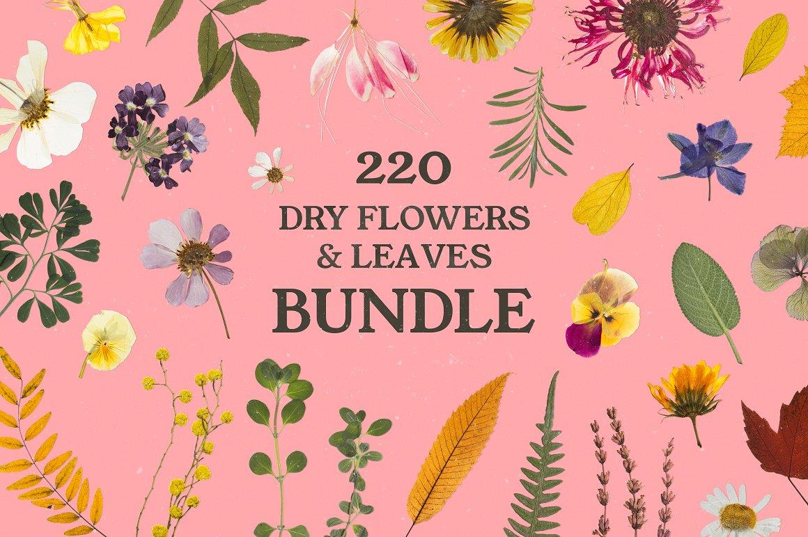 BUNDLE - Dry Flowers & Leaves 捆绑包 - 高质量干花和叶子免扣PNG 包括Vol.1、Vol.2、Vol.3、Vol.4、Vol.5