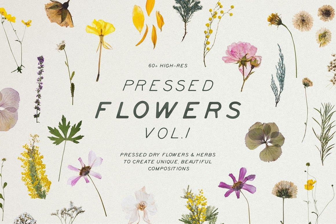 BUNDLE - Dry Flowers & Leaves 捆绑包 - 高质量干花和叶子免扣PNG 包括Vol.1、Vol.2、Vol.3、Vol.4、Vol.5